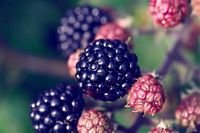pic for  blackberry